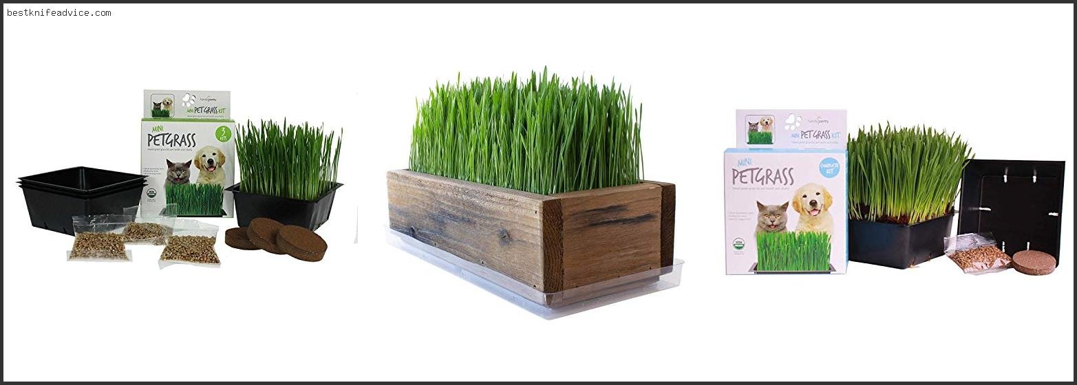 Best Grass For Dogs To Eat